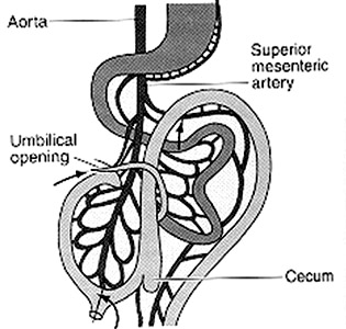Illustration of fetal gut